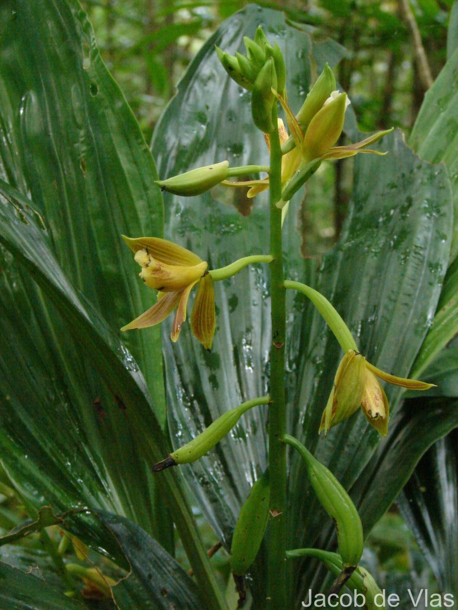 Phaius luridus Thwaites